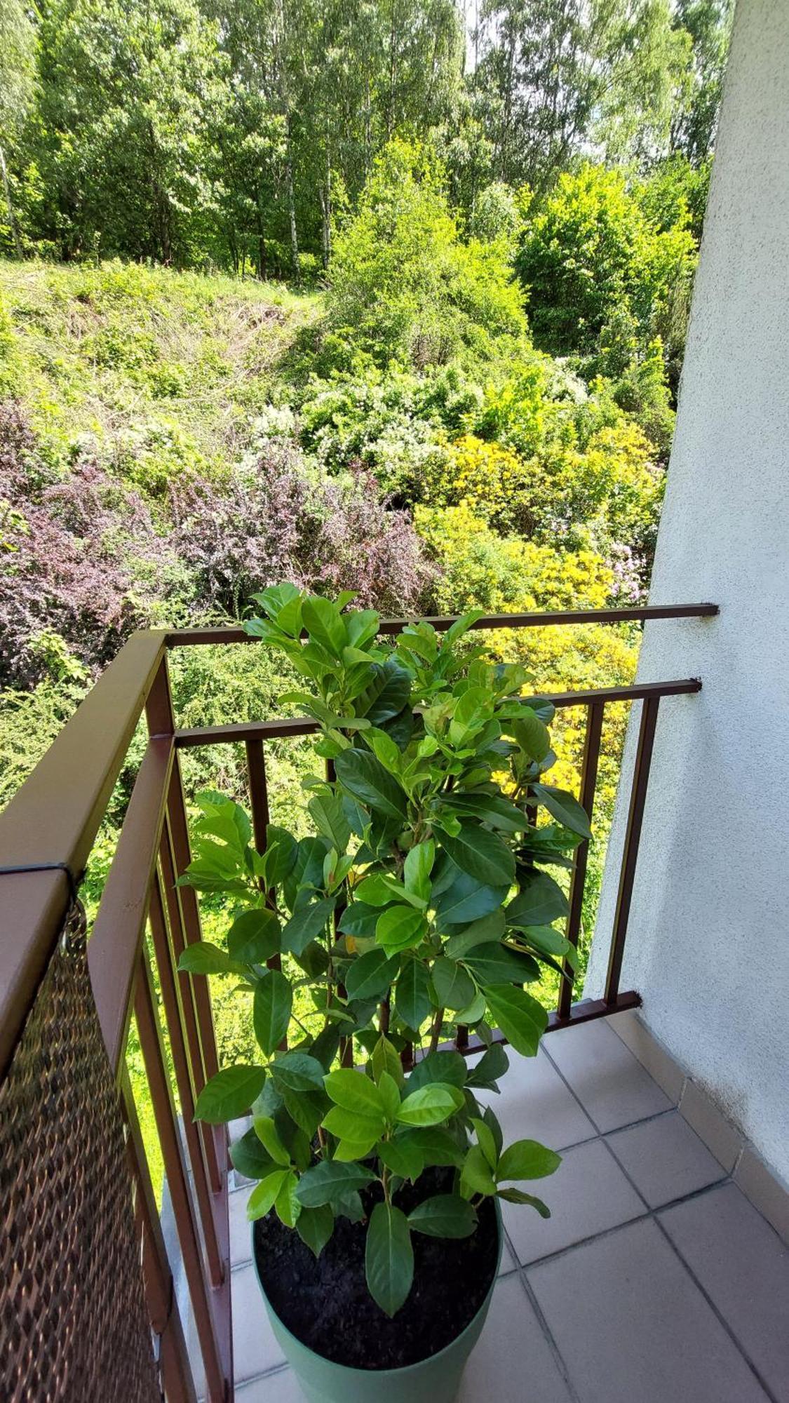 Apartament Miedzygorski Miedzygorze Dış mekan fotoğraf